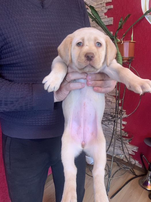 Шикарні щенята Лабрадорів