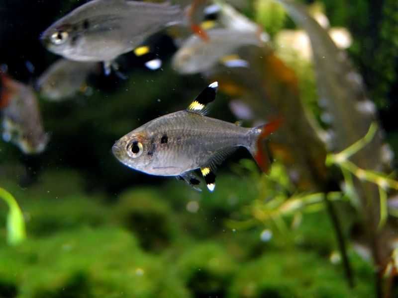 Prystelka barwna - Pristella maxillaris - dowóz, wysyłka