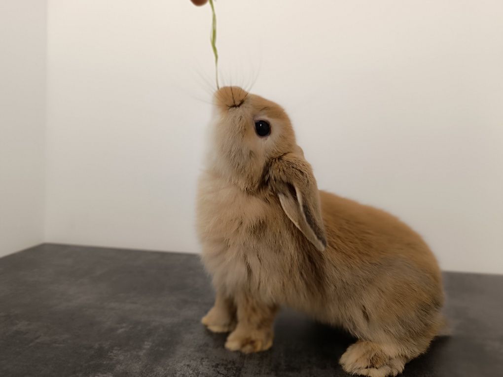 Królik Mini Lop Mini Lopek Króliczek hodowla