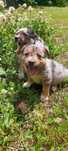 Sunia Border Collie blue merle