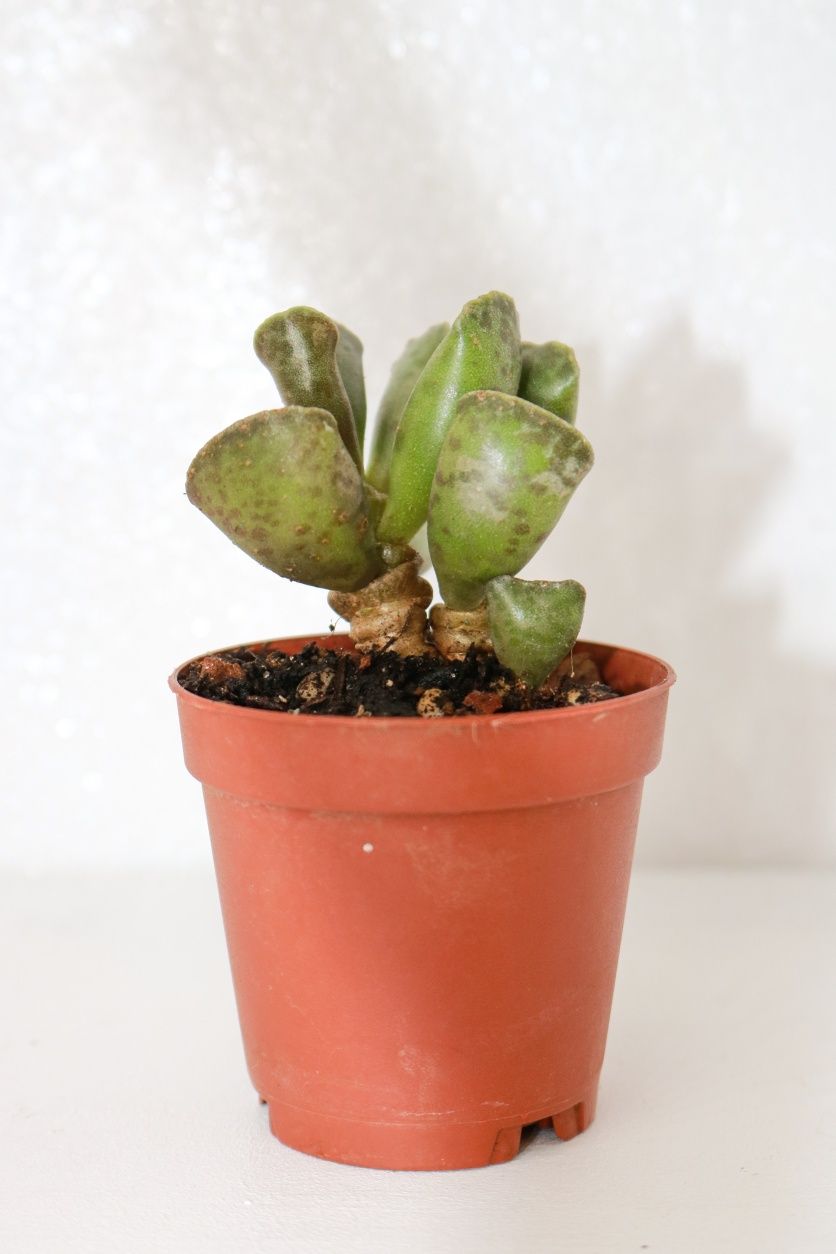 Vendo varias plantas e suculentas