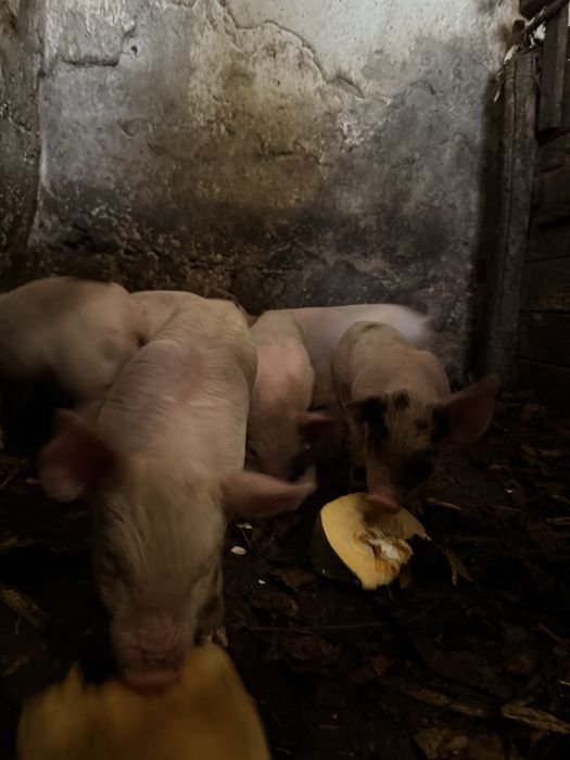 Свині домашні продаємо