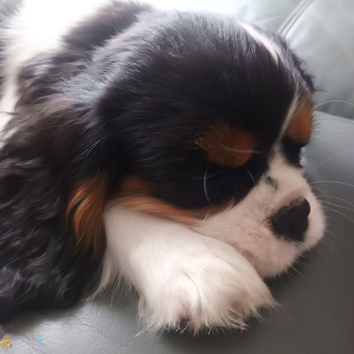 Szczeniak tricolor Cavalier King Charles Spaniel rodowód ZKwP F