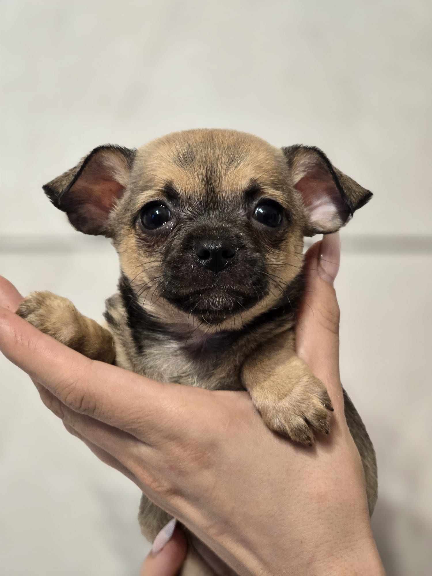 CHIHUAHUA suczka szczenię metryka pieski