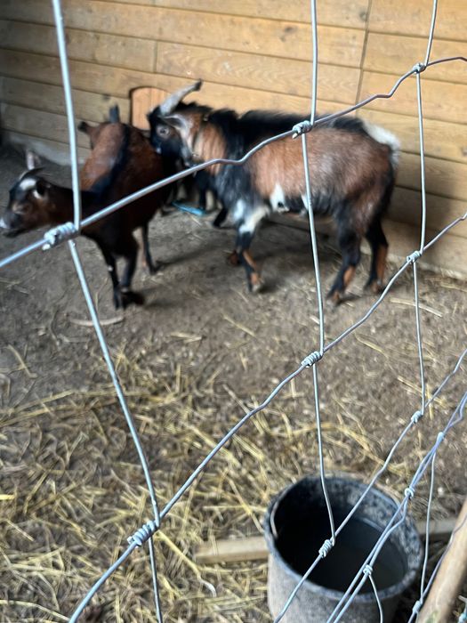 Vende-se cabras anãs muito meiguinhas