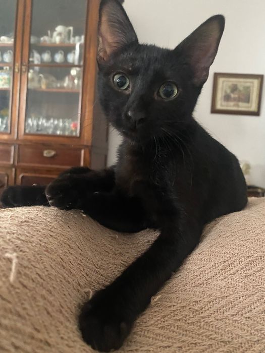 Gatos bebés para adoção
