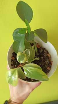peperomia variegata peperomia roslina doniczkowa