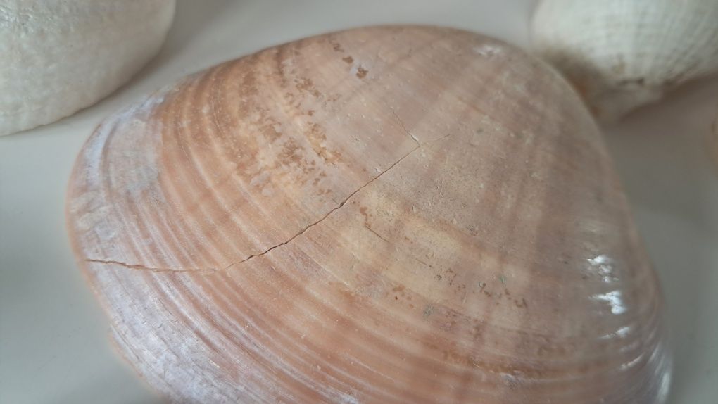 Muszle morskie ślimaki małża porcelanka tygrys