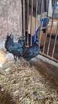 Ayam cemani czarne