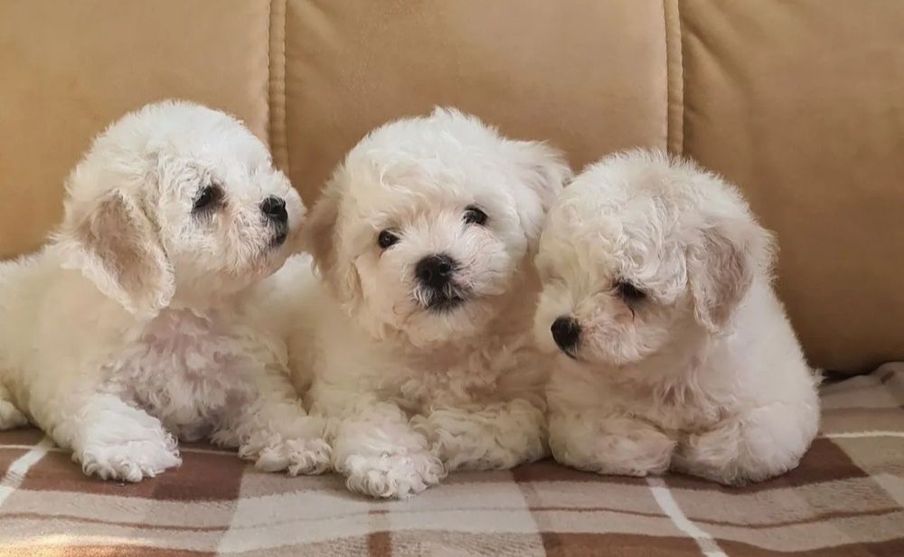 Вам к нам у нас чудо крохи Бишон Фризе