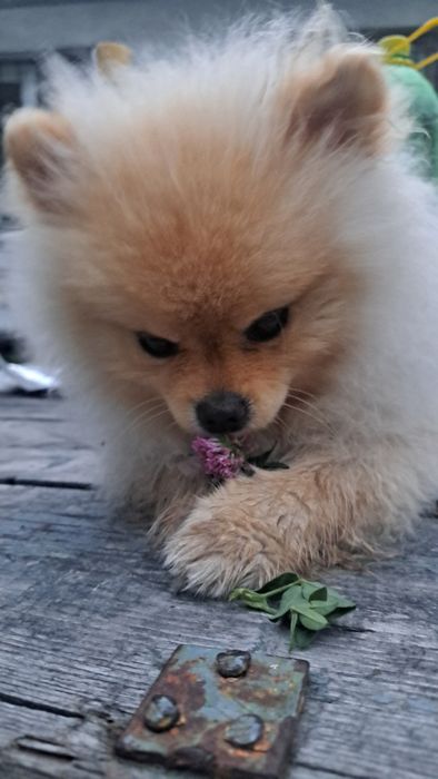 В'язка, Тедді готовий для побачень із дівчатками