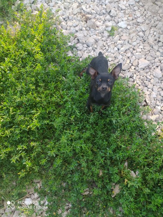 В'язка той тер'єр