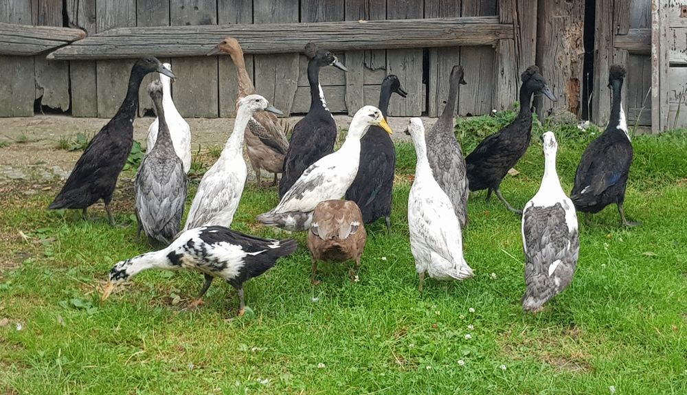 Gęsi landes, garbonose, kaczki biegusy indyjskie, staropolskie