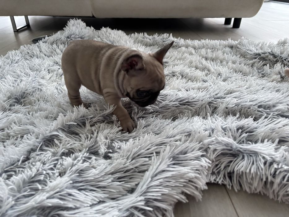 Buldog Francuski ZKwP FCI