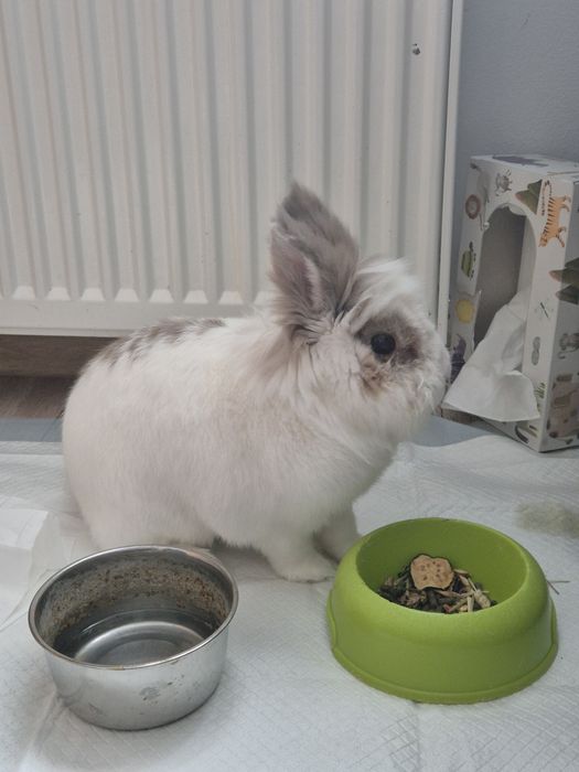 Oddam królika z klatka