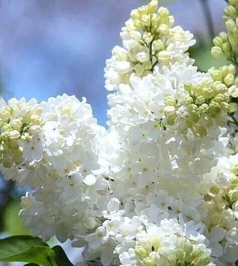 Саджанці привитого бузку (Роздріб, Опт, Дроп)/Саженцы привитой сирени.