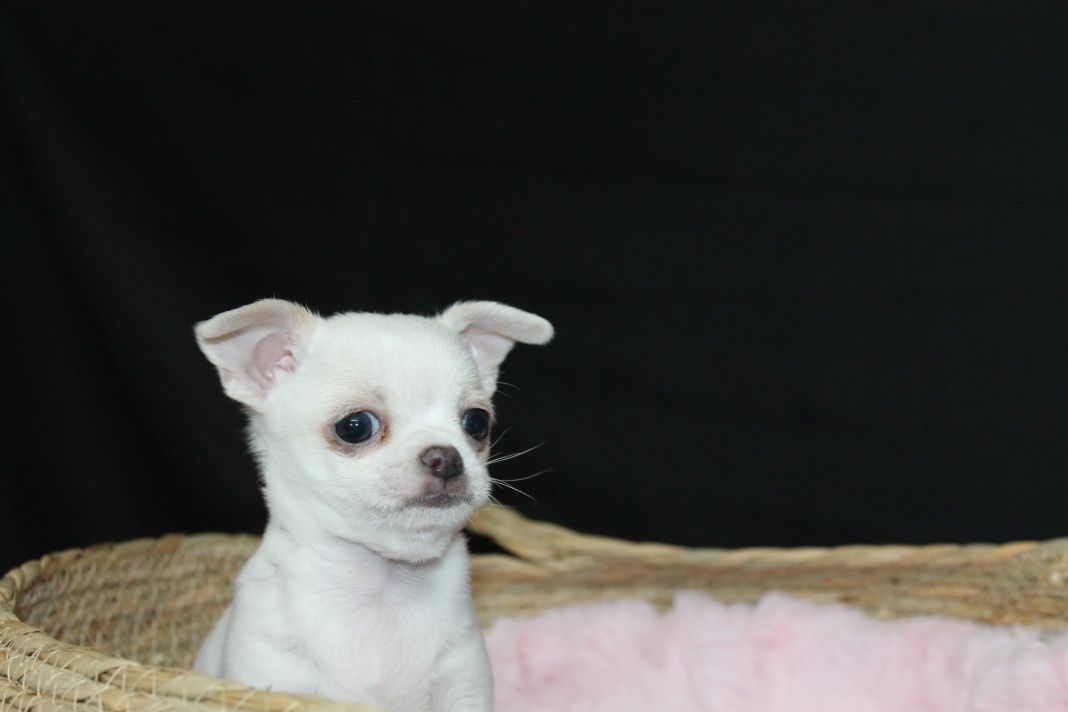 Chihuahua krótkowłosy biały chłopiec ZKwP FCI