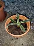 Catos agaves 4 pés
