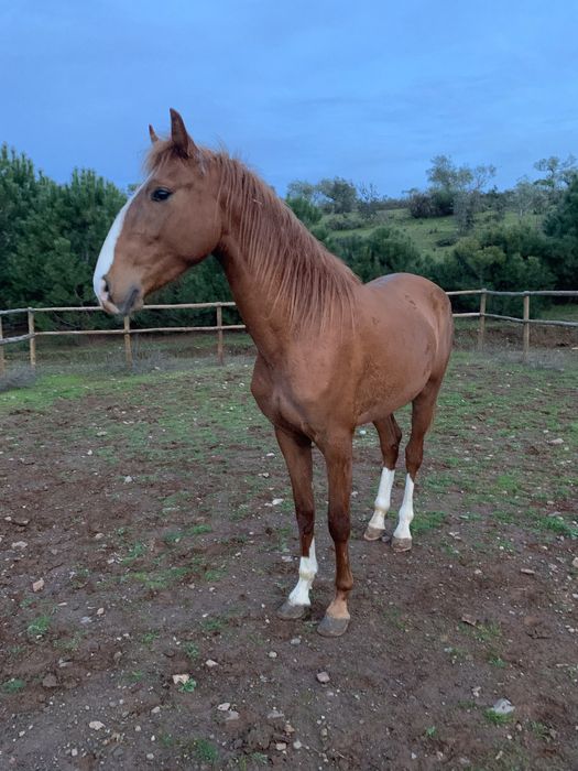 Poldro lusitano 3 anos