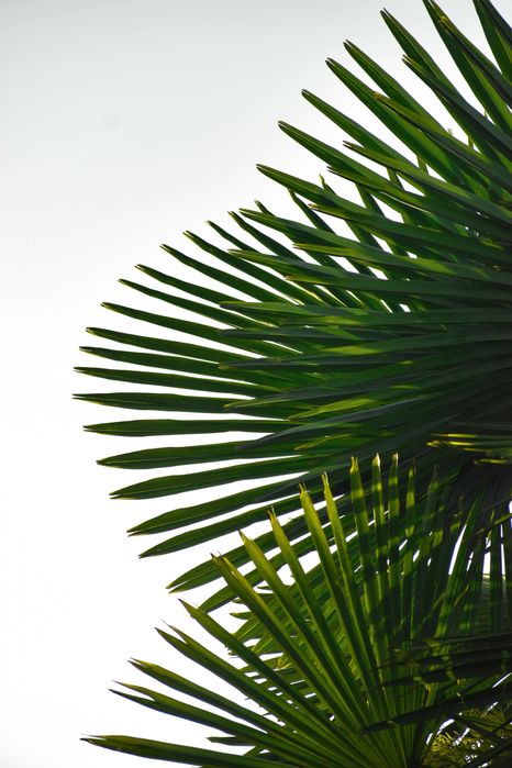 Palma mrozoodporna Trachycarpus fortunei –12°C +GRATIS