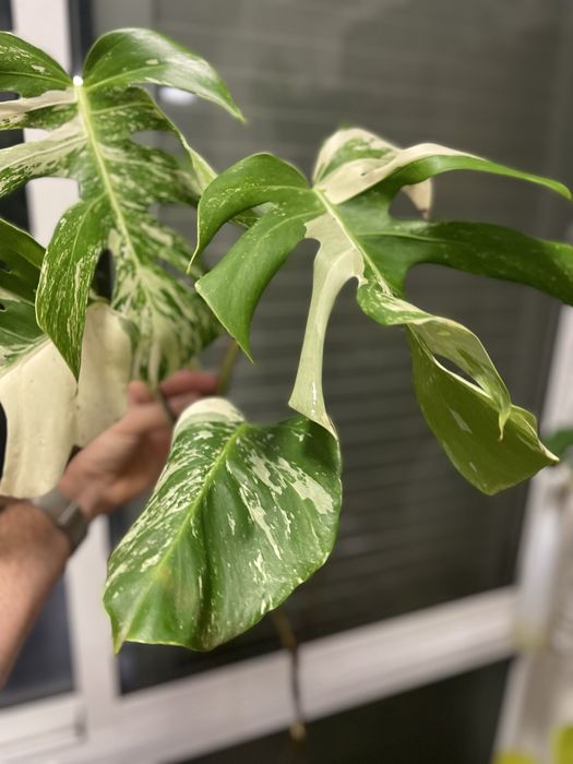 Planta Monstera variagata