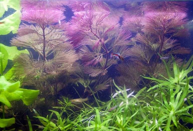 4 wysokie rośliny rarytasy do dużego akwarium holenderskiego