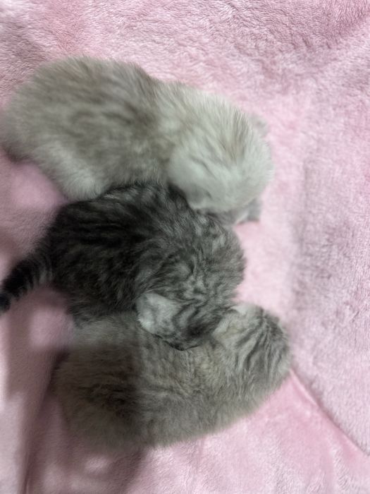 Кошеня хлопчик віскас