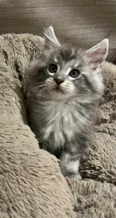 Kotka Maine Coon czarna ze srebrem