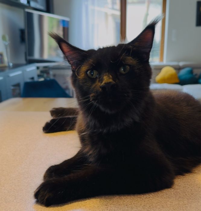 Maine Coon kocur