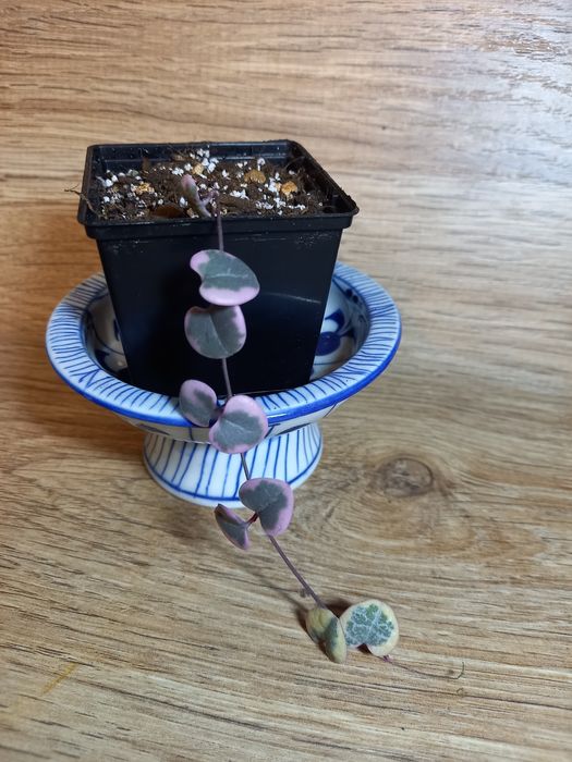 Циропегия  Вуду вариегатная