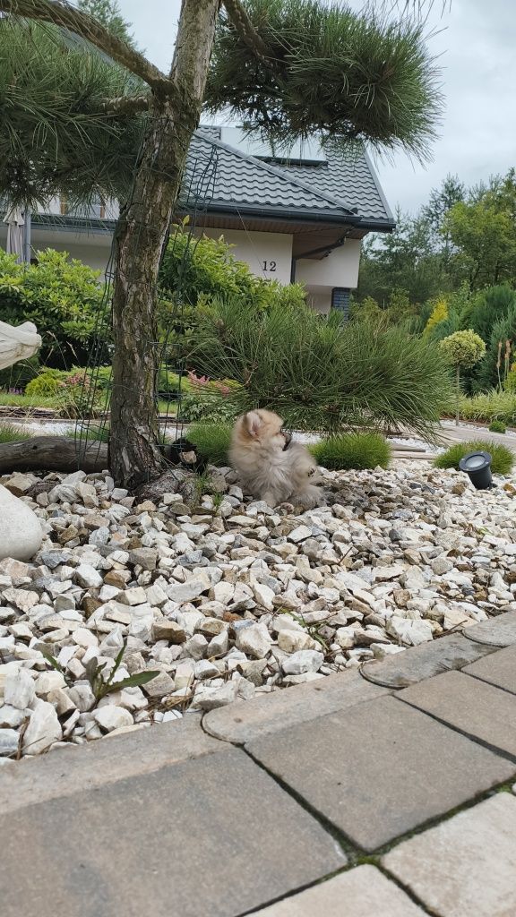 Szpic Miniaturowy Pomeranian miś misiaczek