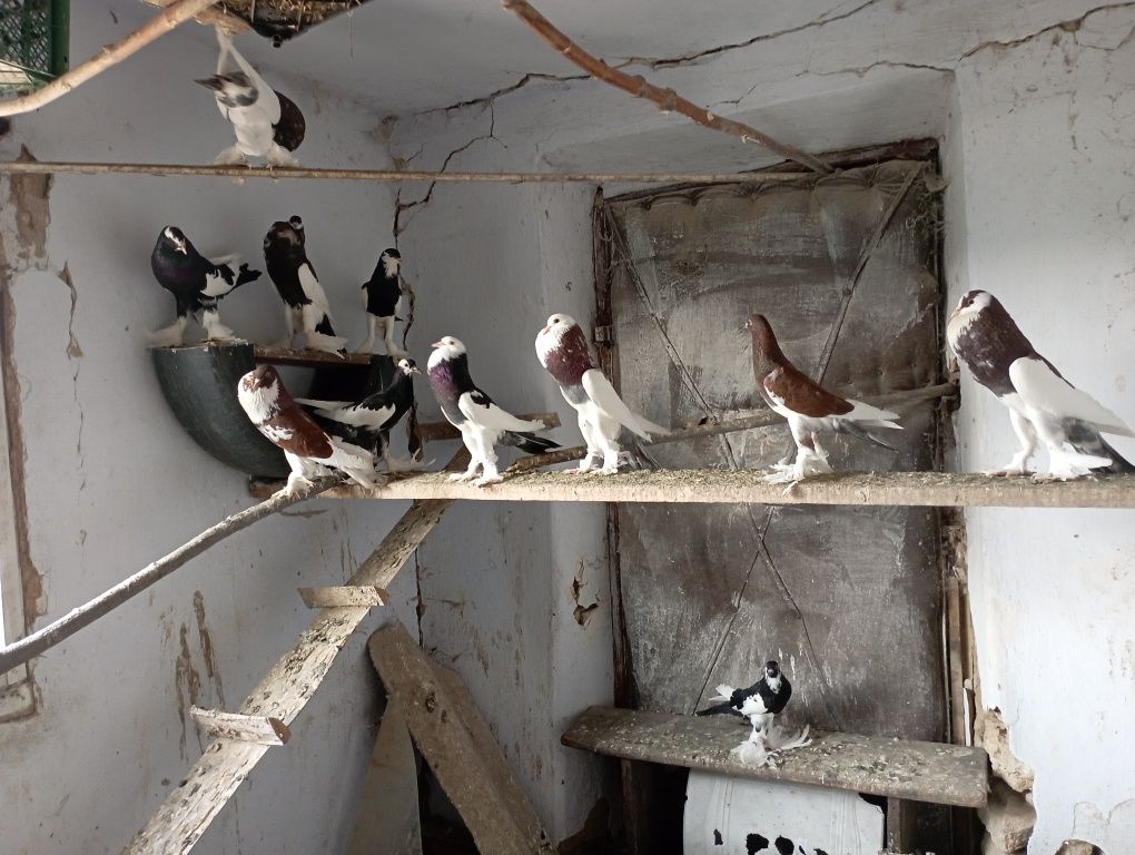 Продам голуби різних порід дутиші дутиш 400 грн пара