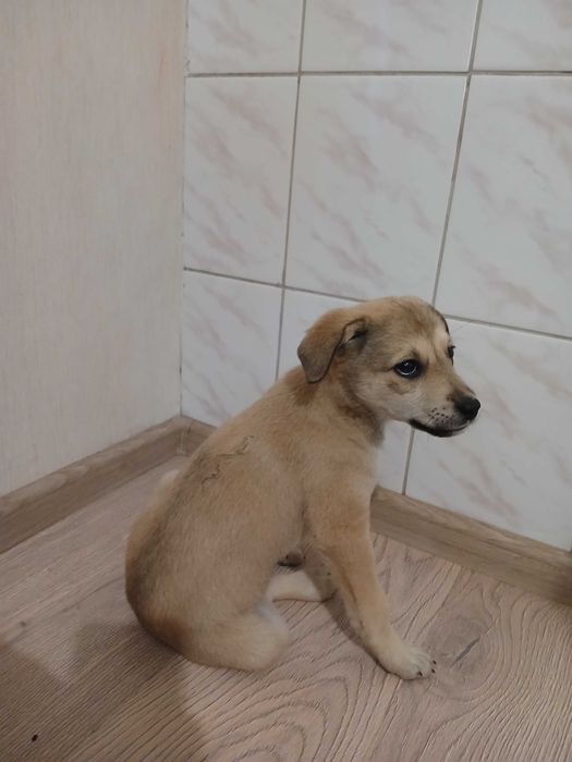 Цуценя лабрадор 50/50