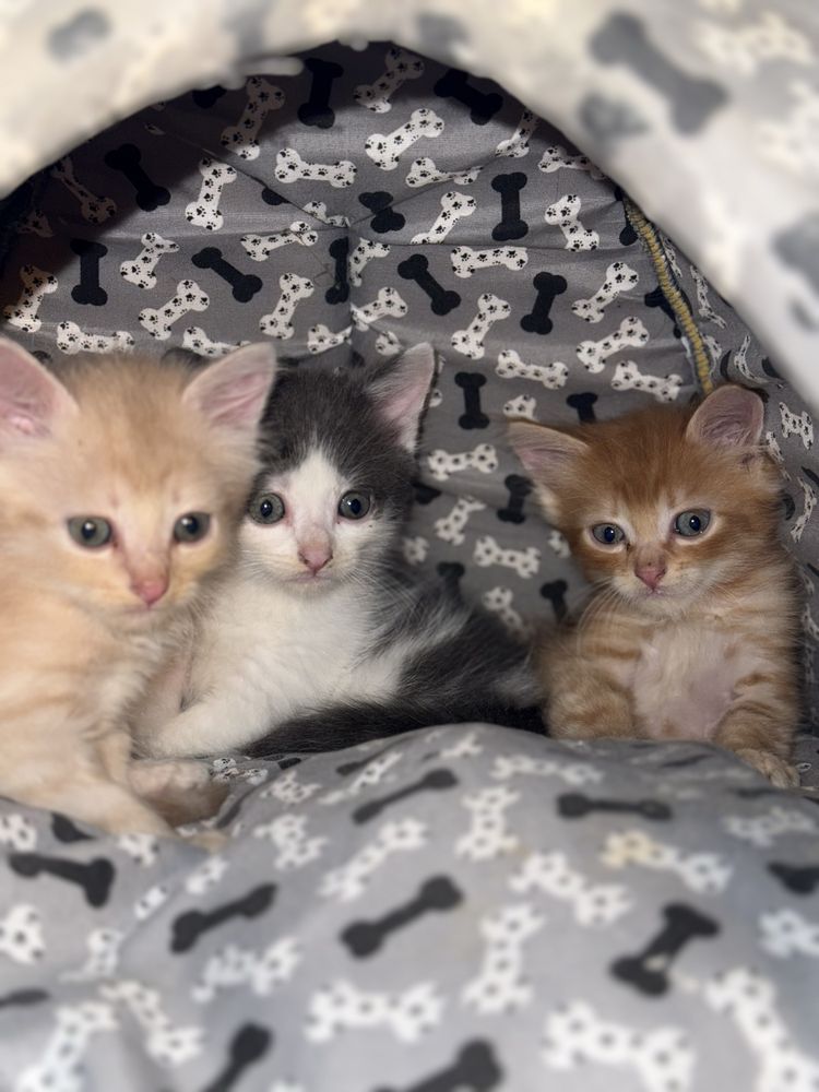 Котики шукають люблячу сімʼю