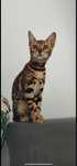 Bengal Kocurek Bengalski