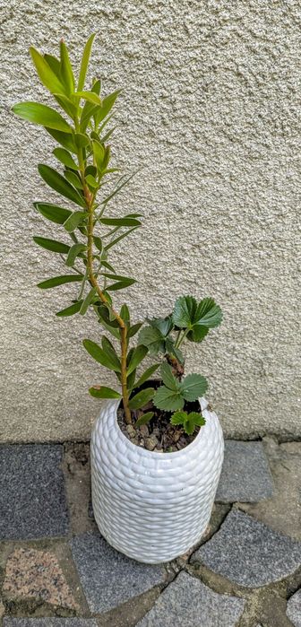 Plantas , catos, suculentas, protea, leucadendro