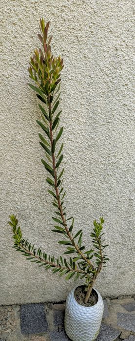 Plantas , catos, suculentas, protea, leucadendro