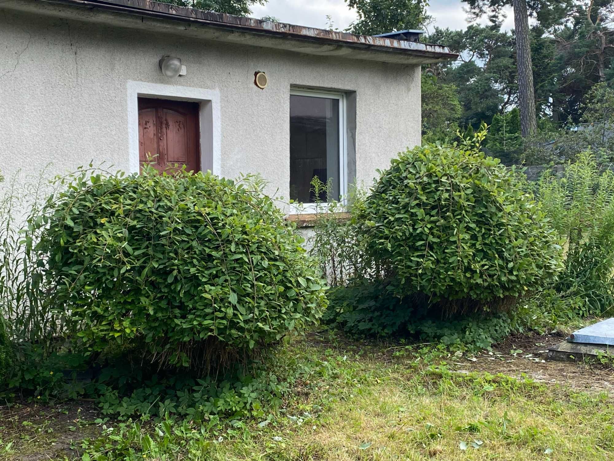 Wierzba zwisająca na pniu wysokość 150cm szerokość 180cm - 2 sztuki