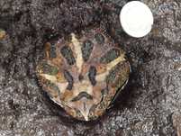 Żaba rogata Ceratophrys