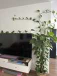Kwiat Epipremnum aureum scindapsus złoty bluszcz monstera