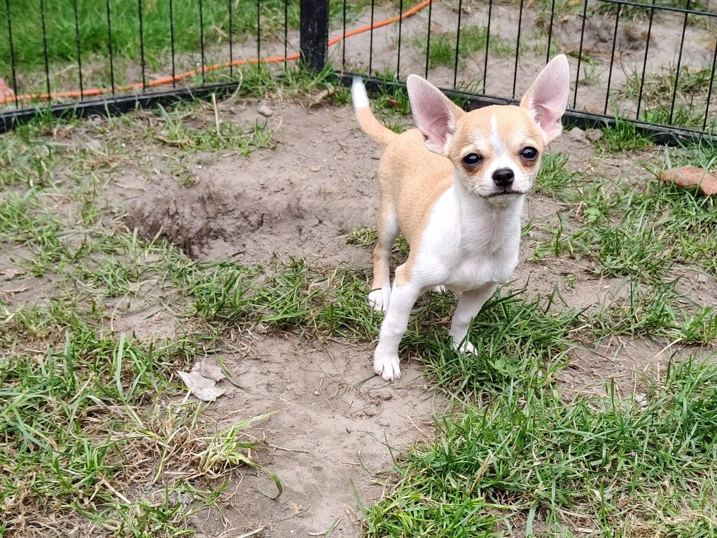 Chihuahua 4 miesiące, a waga tylko 1,1 kg, śliczna, odważna, rodowód