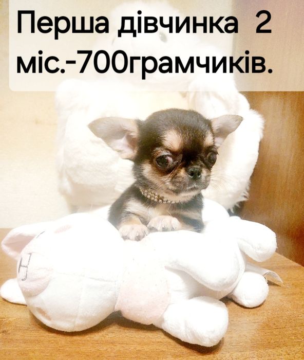 Три сестричка чорнопідпалого кольору.