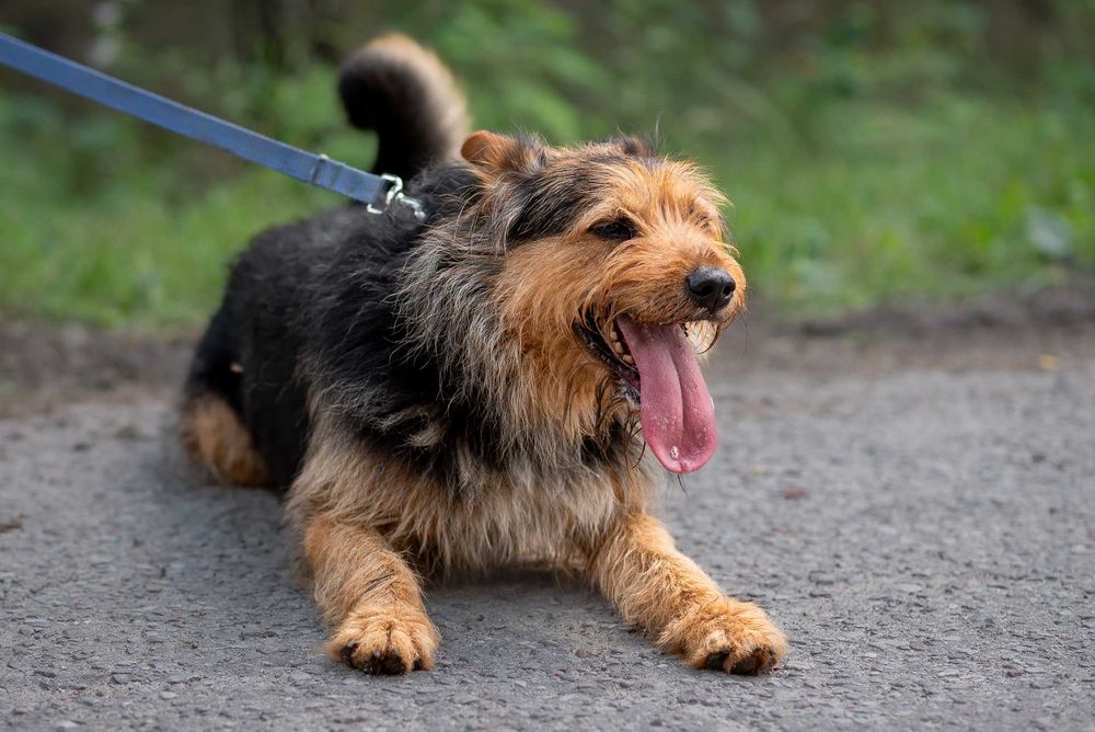 ROZAR młody piękny pies w typie teriera do adopcji