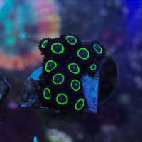 Zoanthus Teal Ring premium morskie fluo koralowce miękkie zoa