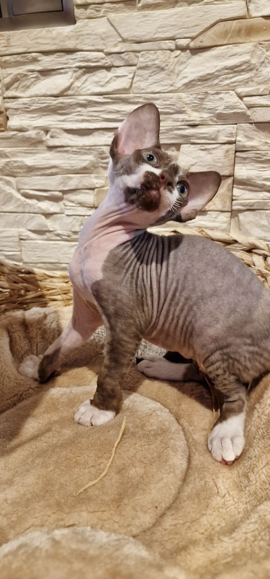 Kocureczek  (rodowód FPL) Devon Rex