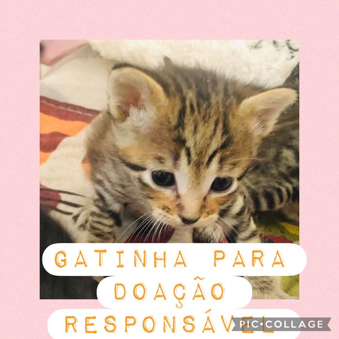Gatinhos para doação
