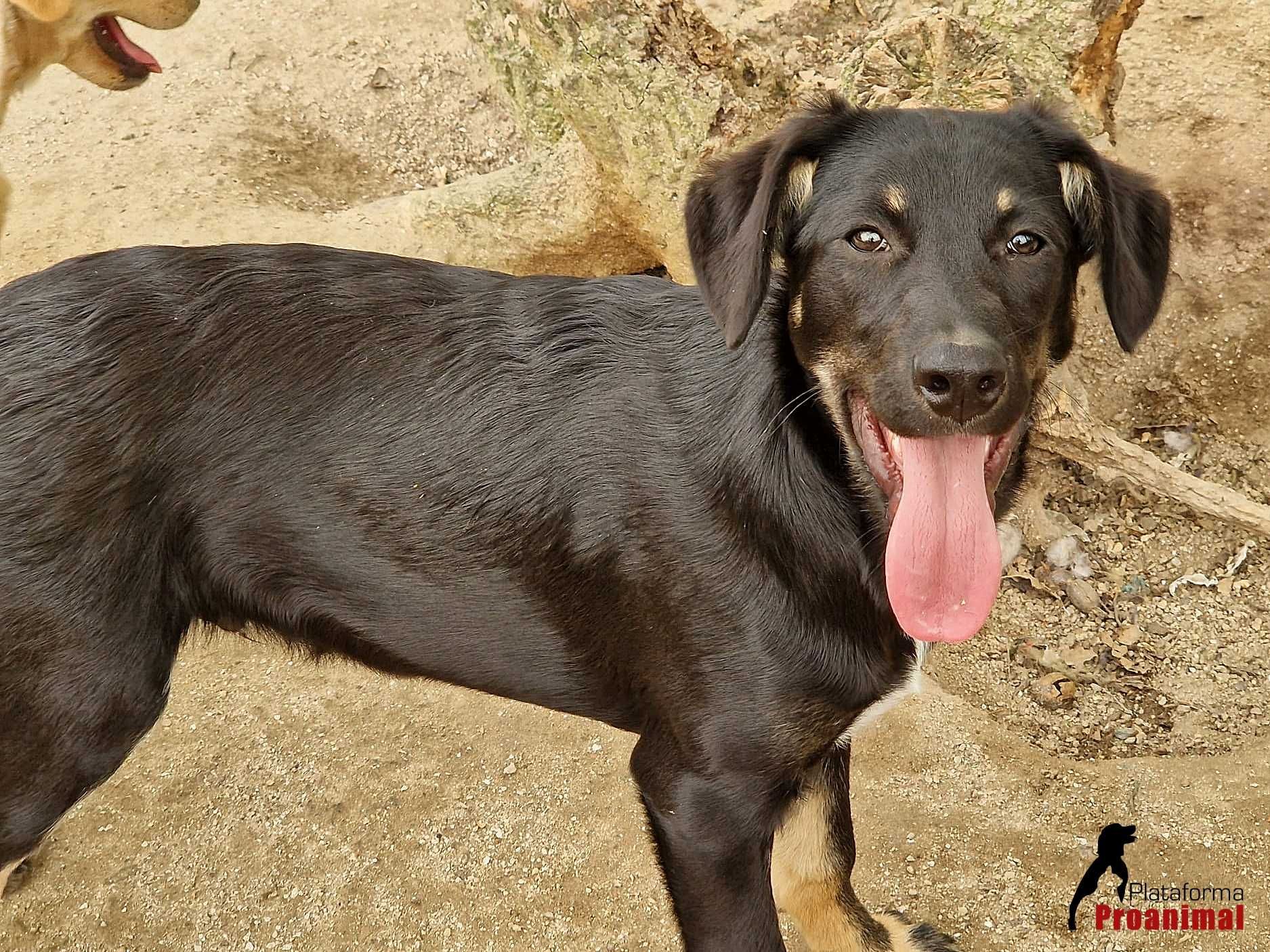 FRODO - Cãozinho para Adoção