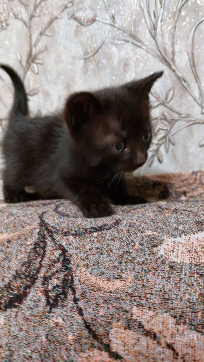 Кошенята 2 місяці