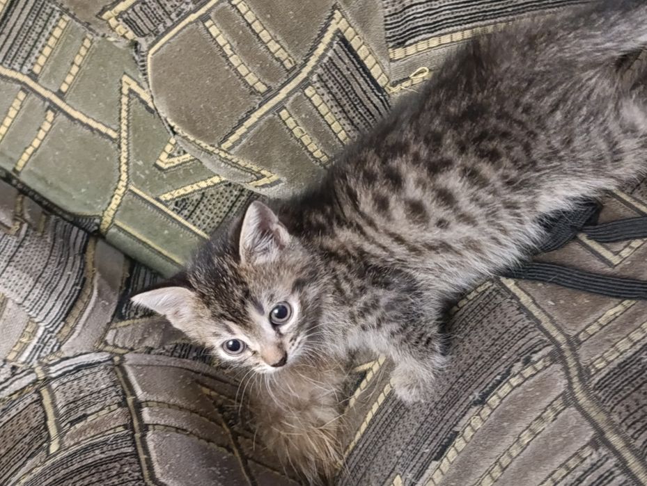 Котенок мальчик, полтора месяца