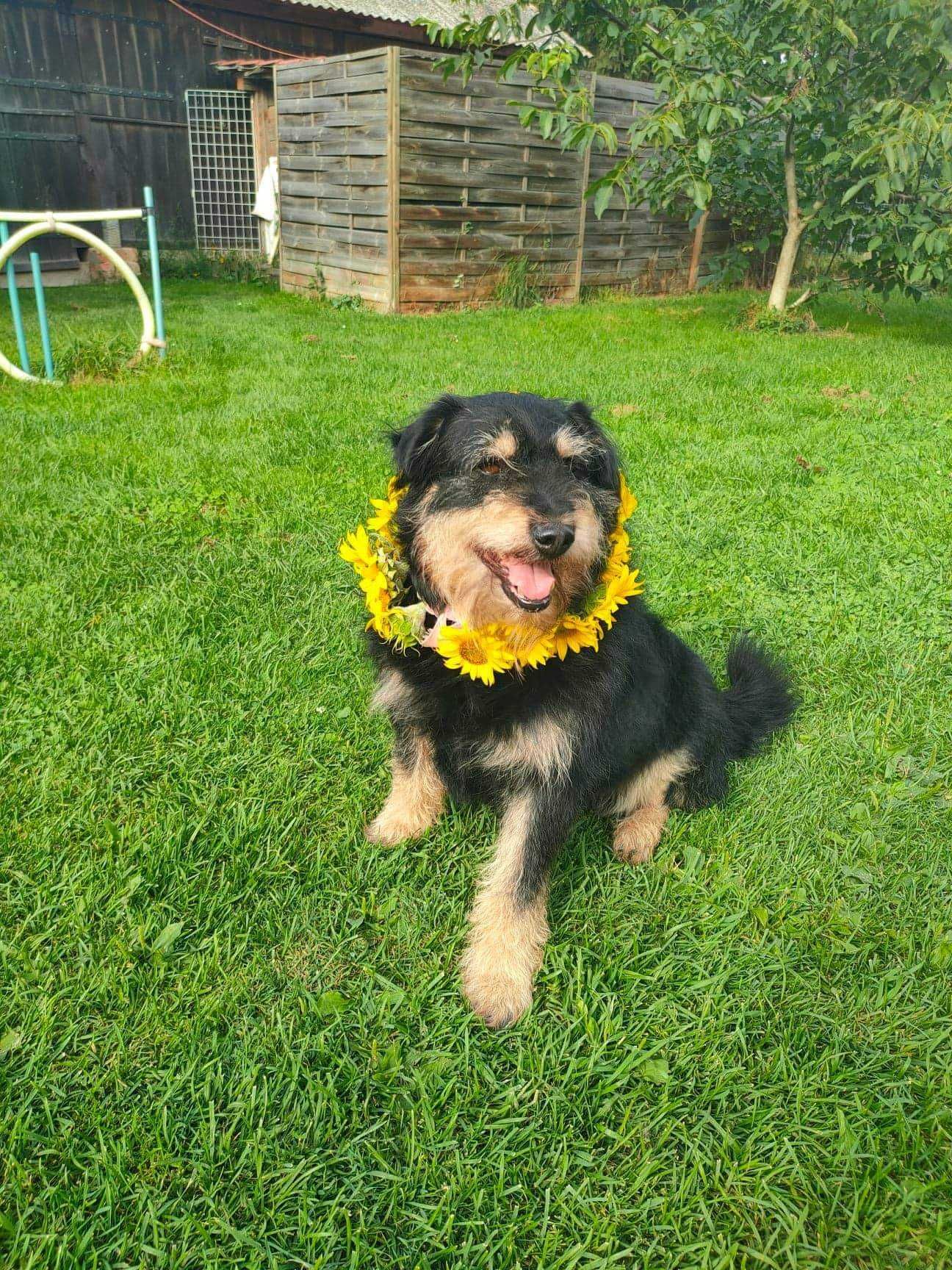 Piesek w średnim wieku do adopcji, spokojny, zrównoważony